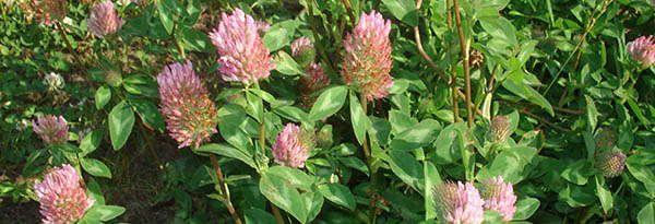 Edible Flowers - Red Clover