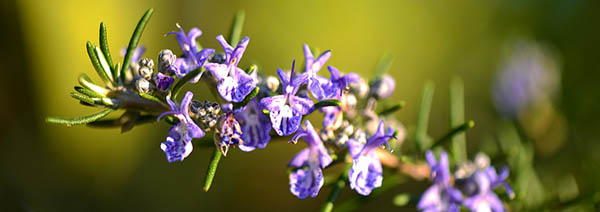 Rosemary edible blossoms