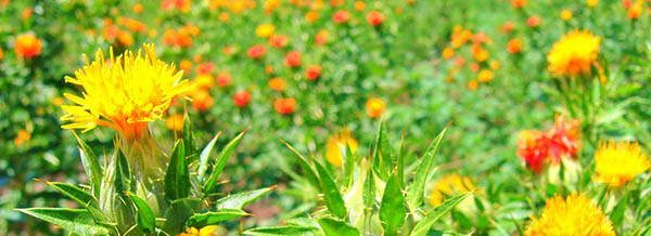 Safflower tasty blossoms