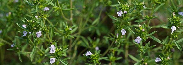 summer-savory-satureja-hortensis tasty blossoms