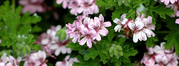 scented-geranium tasty blossoms