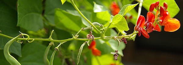 Scarlet-Runner-Beans tasty blossoms