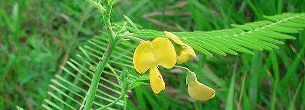 Sesbania-bispinosa tasty blossoms