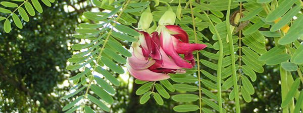 Sesbania_gradiflora edible flower