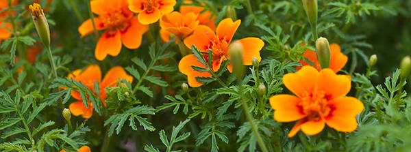 Signet Marigold edible flower