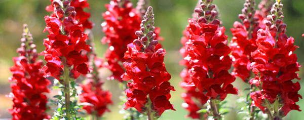 snapdragon edible flower