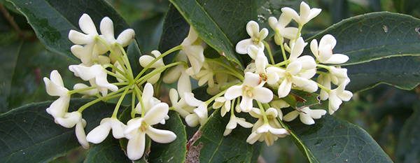 Sweet Olive edible flowers