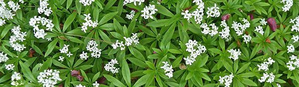 sweet-woodruff edible flowers