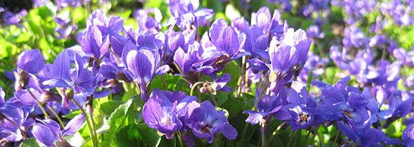 Violet (Viola Odorata) edible flowers