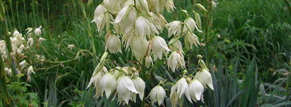 yucca-plant edible flowers