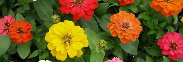 zinnia edible flowers