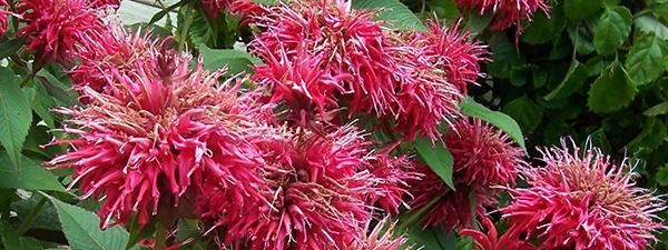 Bee Balm Edible Flowers