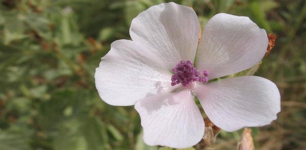 Althaea officinalis 79 Edible Flowers in North America