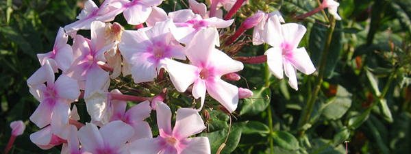Phlox paniculata 79 Edible Flowers in North America