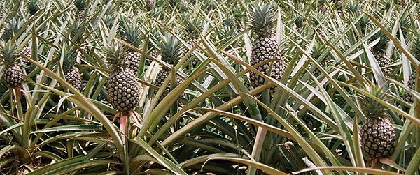 pineaple
