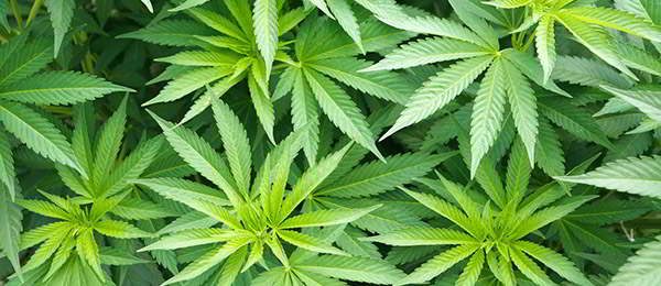 hemp