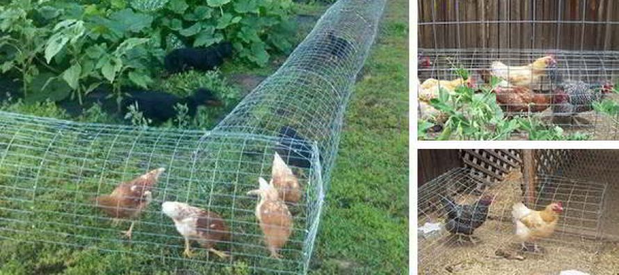 Image result for Connected: How to Construct a Chicken Tunnel for Your Own Homestead