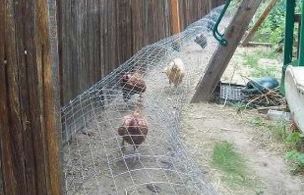 Moveable-Chicken-Tunnel-Chicks