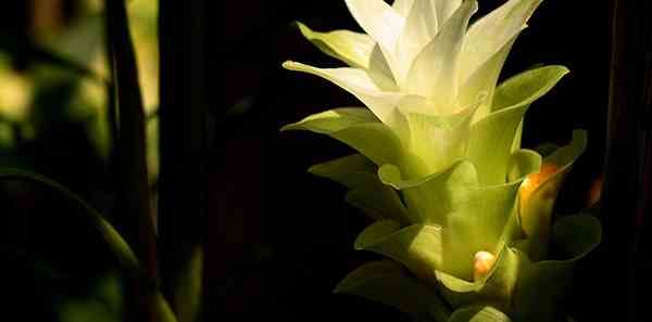 Turmeric_Flower_Maharashtra_India