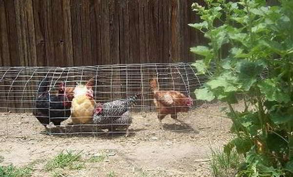 chicken tunnel chickens fence