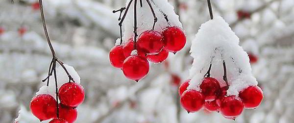 frozen-cranberries-wild-winter-edibles