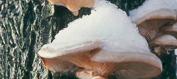 oyster-mushrooms-winter-edibles