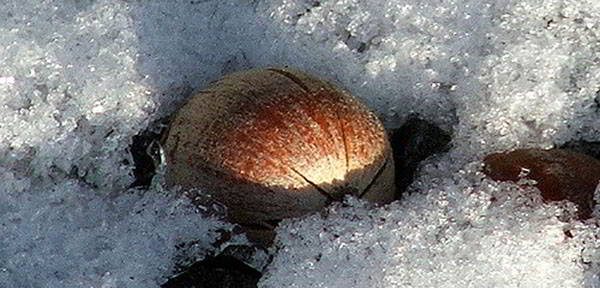 acorns-wild-winter-edibles