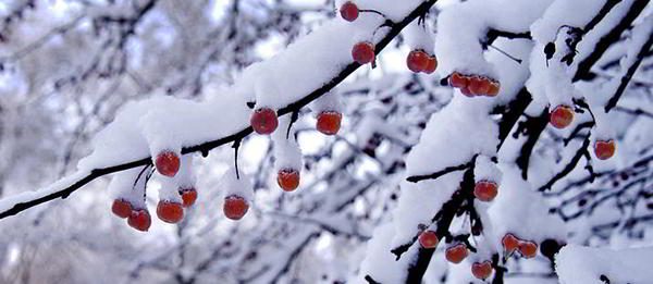 crabapple-winter-edibles