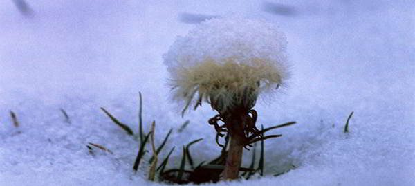 dandelion-winter-edibles