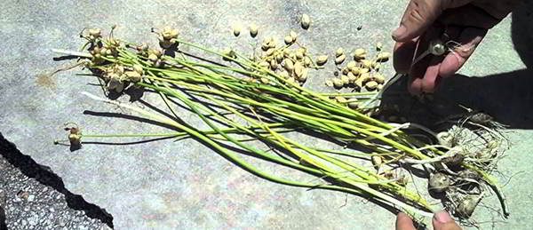 wild-onions-and-garlic-winter-edibles