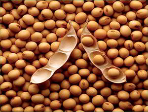 soybeans orac