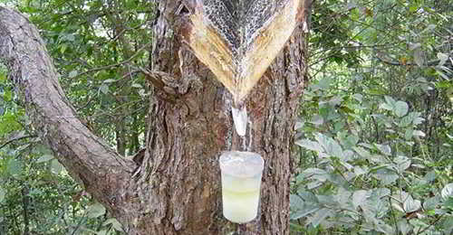 How To Tap Pine Resin