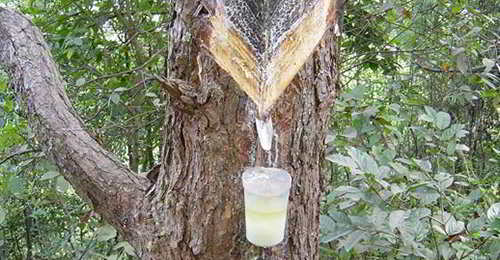 How-To-Tap-Pine-Resin.jpg