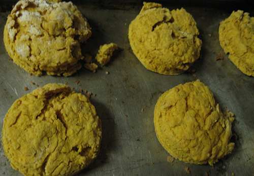 cattail biscuits