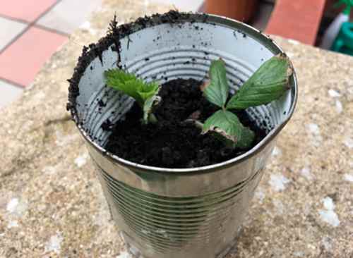 plant pot tin can
