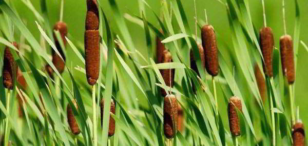 4. cattails