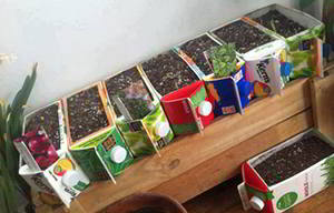 reuse-milk-or-juice-cartons-for-a-raised-bed-urban-garden