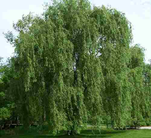 willow Salix_alba_Morton
