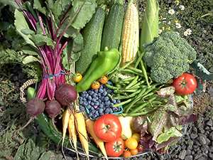 organic CSA farm natural vegetables