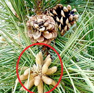 pine cones young and old
