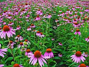 Echinacea