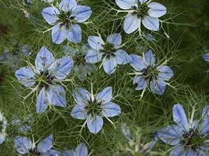 Nigella-Sativa