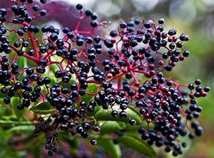 elderberry