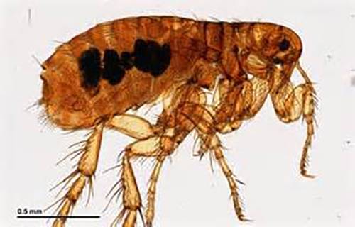 flea bubonic plague