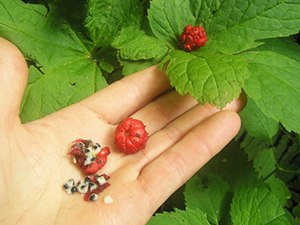 goldenseal