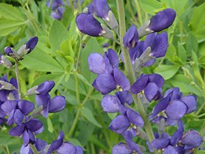 indigo baptisia