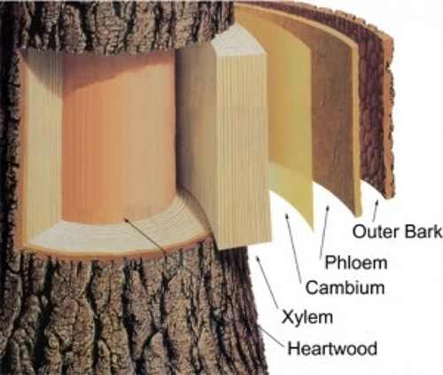 basswood inner bark cambium