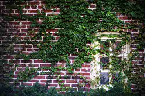 vines on the wall