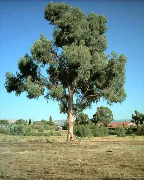 eucaliptus tree