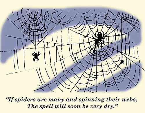 spider weather proverb